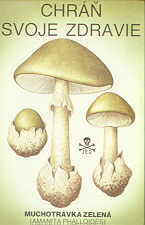 amanaite phallode