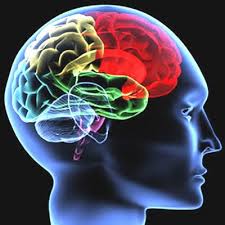 cerveau