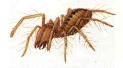insect