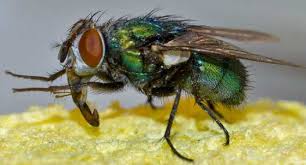 mouche